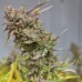 Peyote Cookies - Barney's Farm